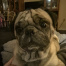 Mr Pickles