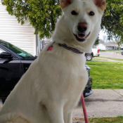 Sally, a White Siberian Husky Mix Dog
