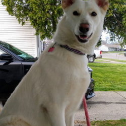 {petName}, a White Siberian Husky Mix Dog